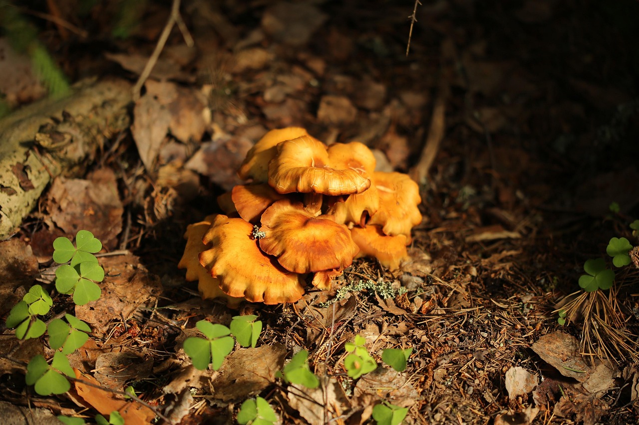 The First Chanterelles: An Early Fall Treasure Hunt on the Oregon Coast