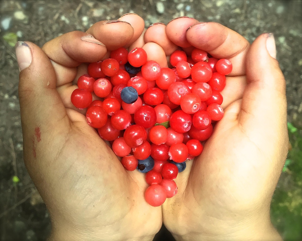 Early Fall Huckleberry Picking Along the Oregon Coast: A Sweet Coastal Adventure