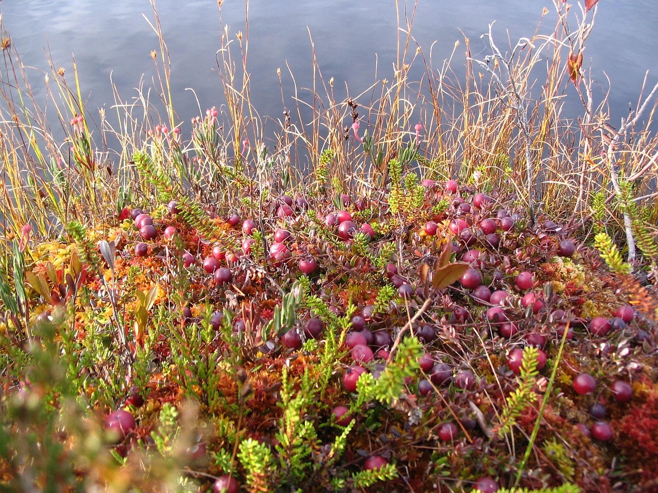Beyond the Beach: Exploring Bandon's Cranberry Bogs in Early Fall