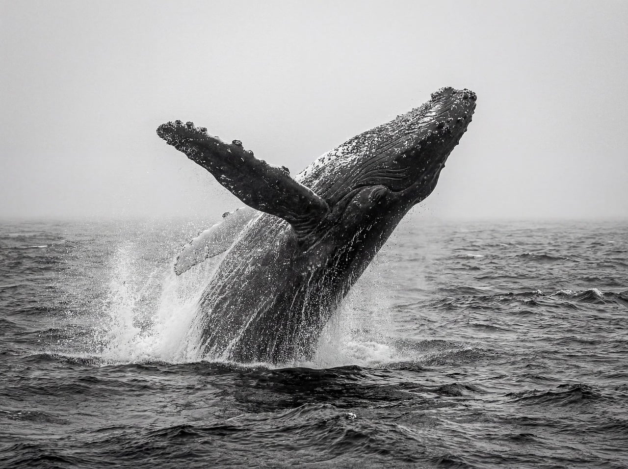 Watch the Ocean Come Alive: Early Fall Gray Whale Feeding Along the Oregon Coast