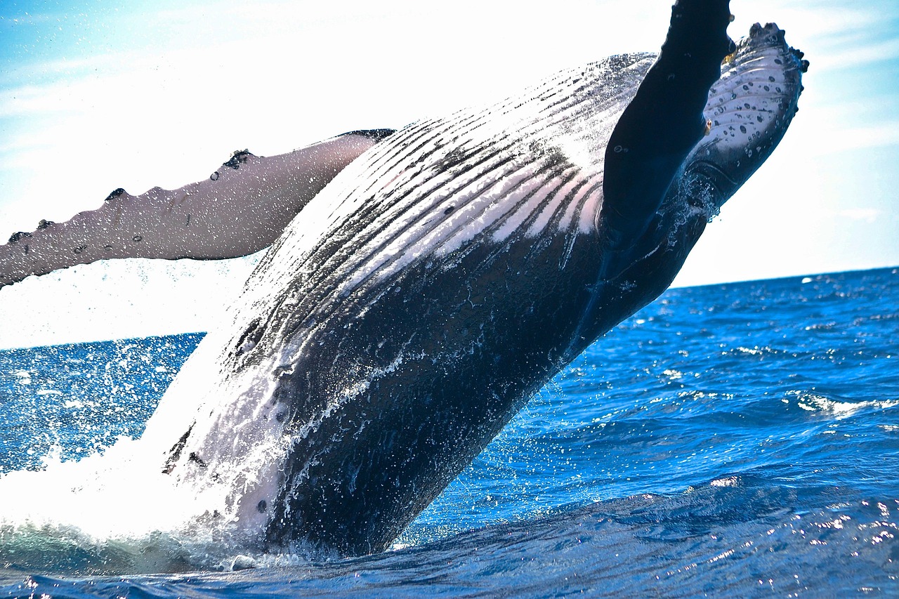 Fall Whales in Depoe Bay: Giants Passing Oregon’s Tiny Harbor