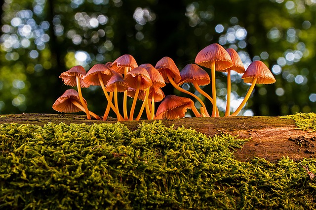 Wild Rivers Mushroom Festival: A Fall Adventure in Brookings, Oregon