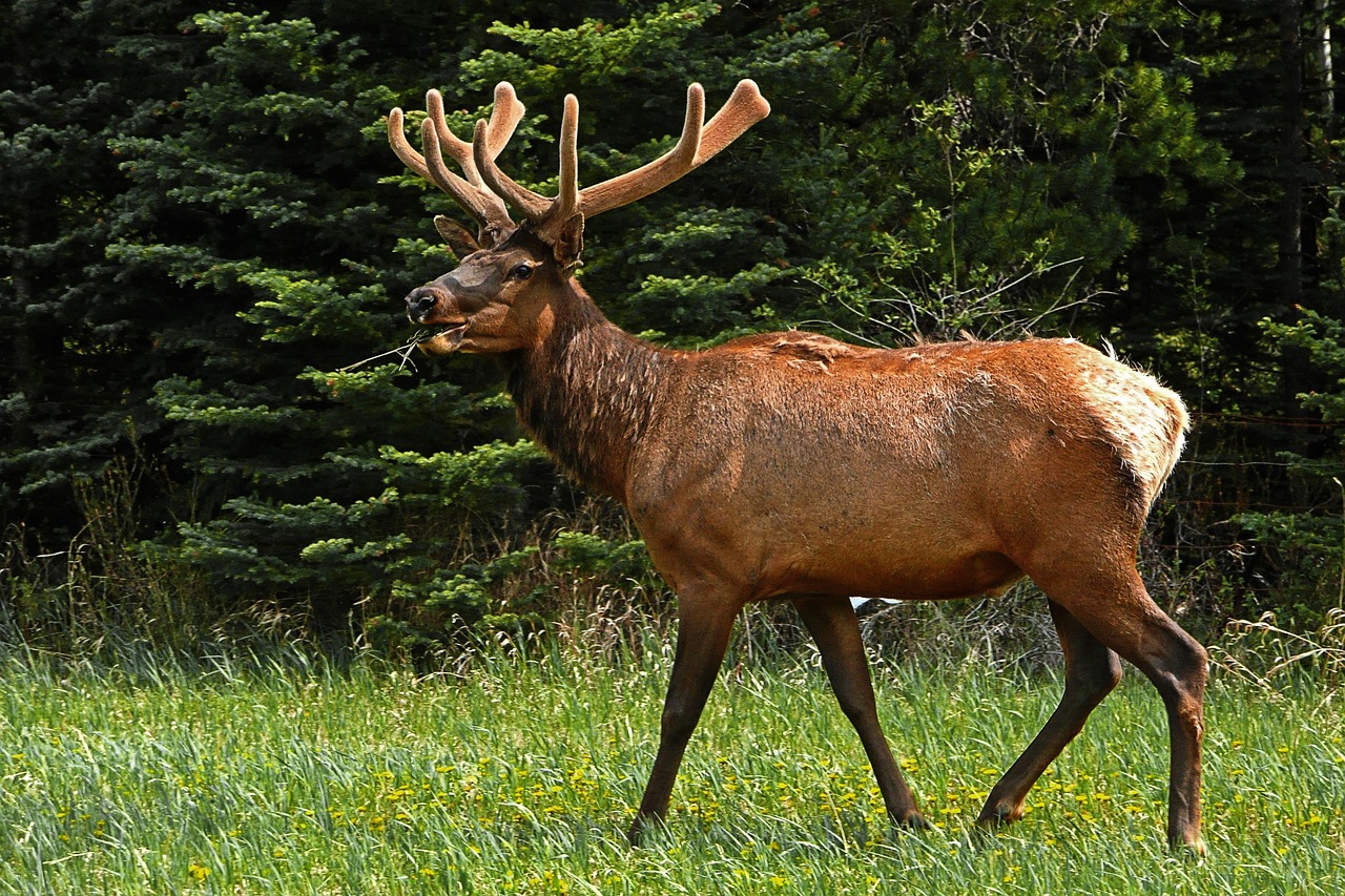 Fall Elk Watching at Dean Creek: When the Roosevelt Elk Take Over the Oregon Coast