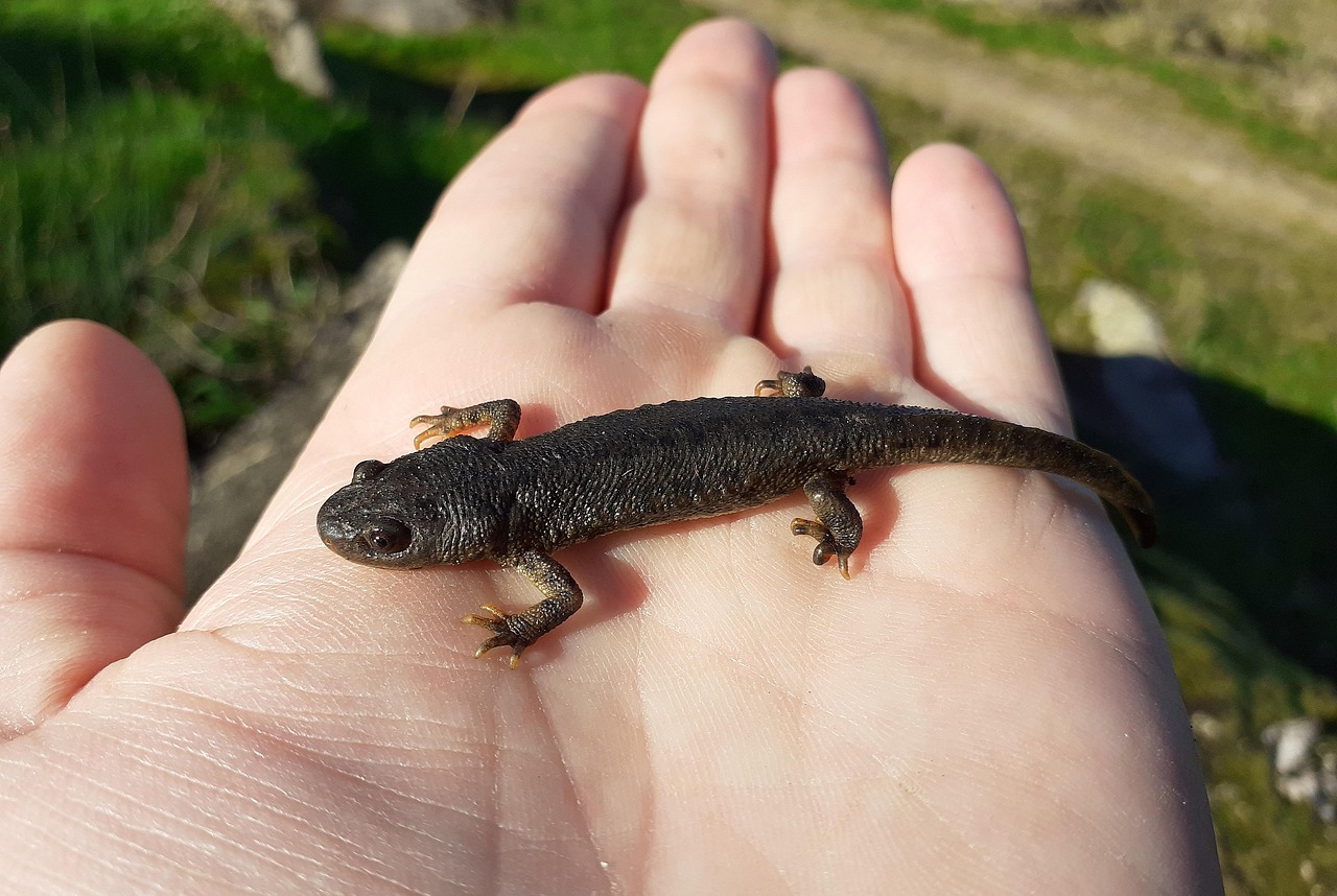 The Great Coastal Newt Migration: A Strange Late-Fall Event in Oregon’s Rainforests