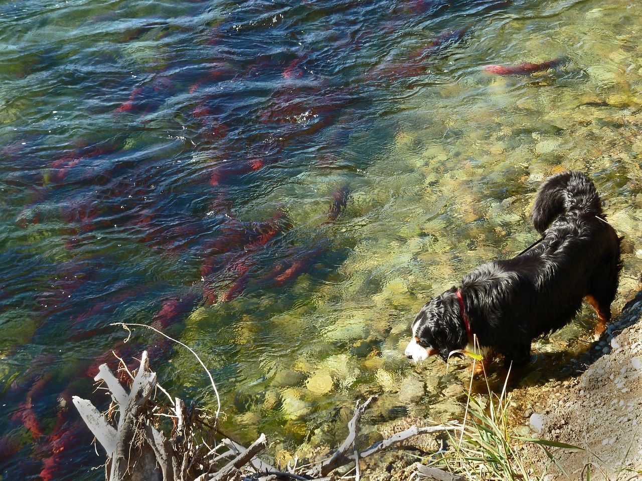 October Fishing the Siuslaw River, Oregon: Fall Salmon Are on the Move