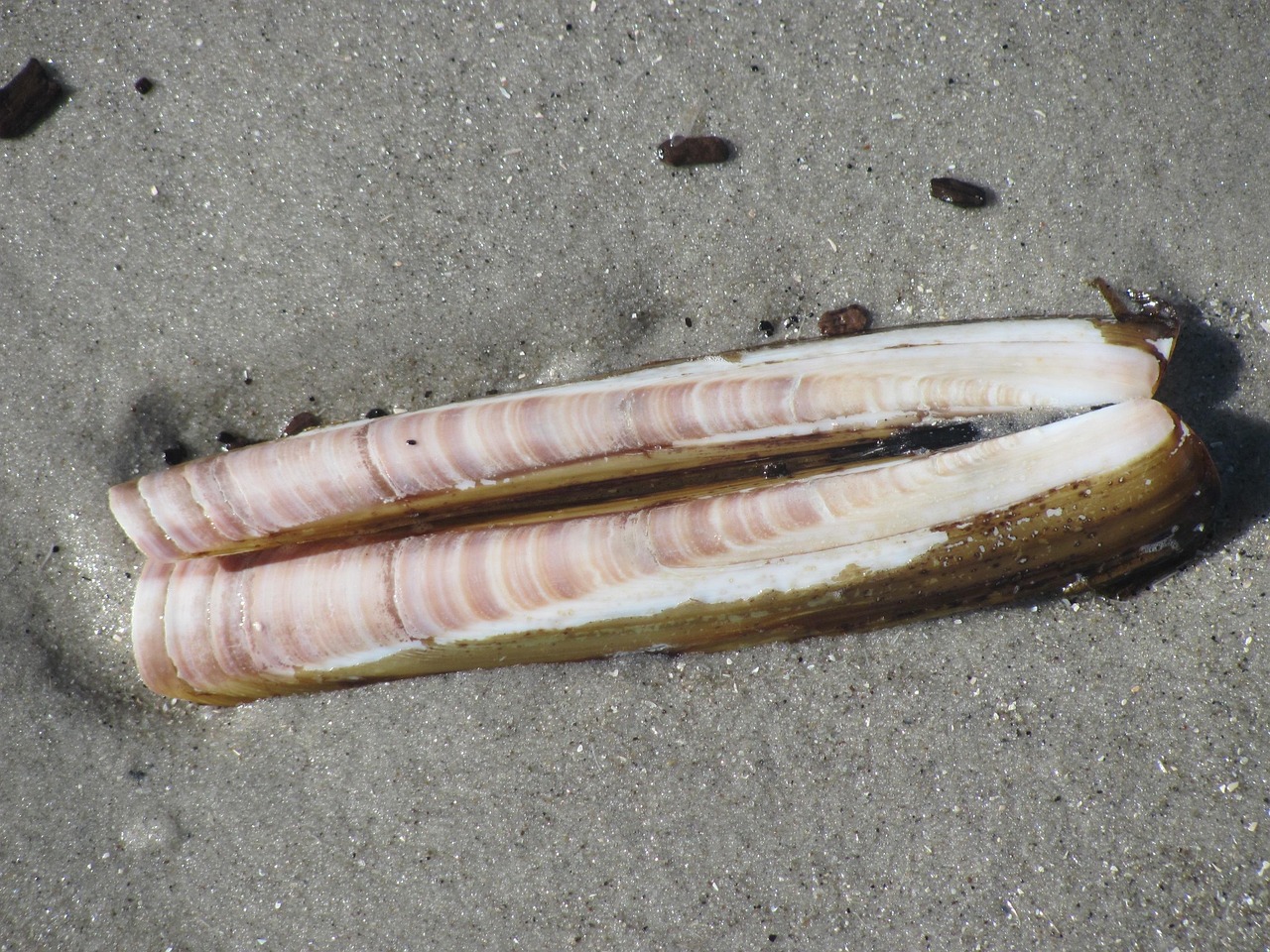 Fall Razor Clamming on the Oregon Coast: My Guide to Finding & Digging