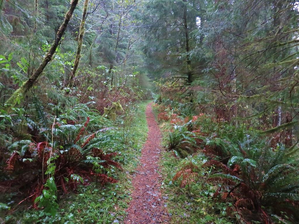 Hiking the Ancient Rainforest of Cummins Creek on the Oregon Coast