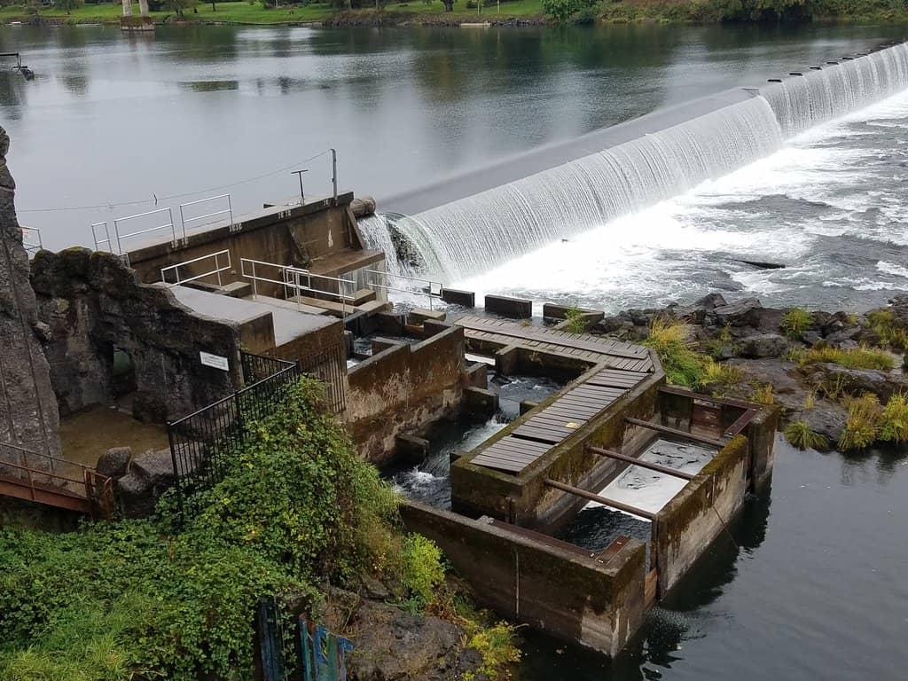 Fish Are Moving Through Winchester Dam: Mid-October North Umpqua Fishing Report