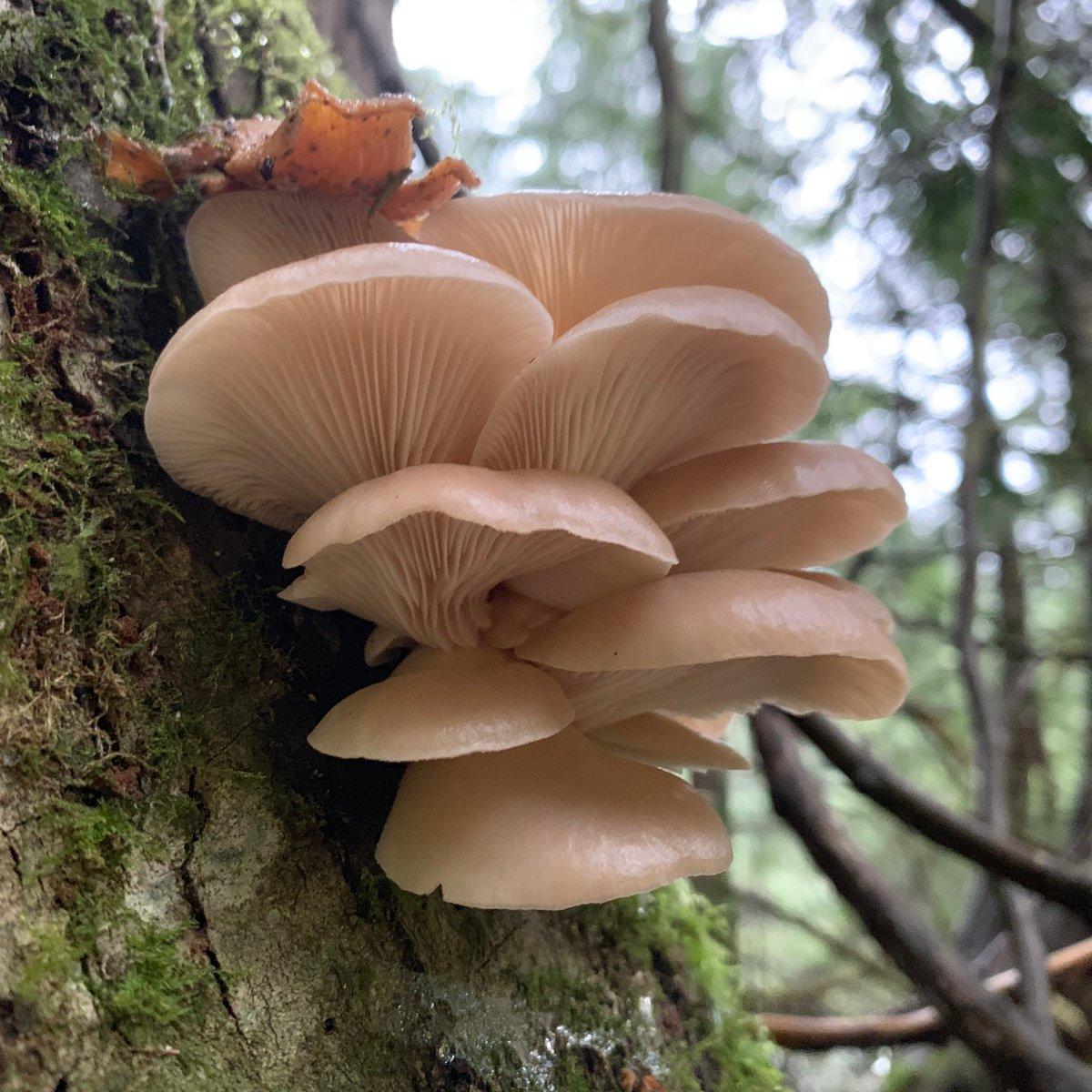 Fall Oyster Mushroom Hunting on the Oregon Coast: Finding Wild Treasures in the Rainforest