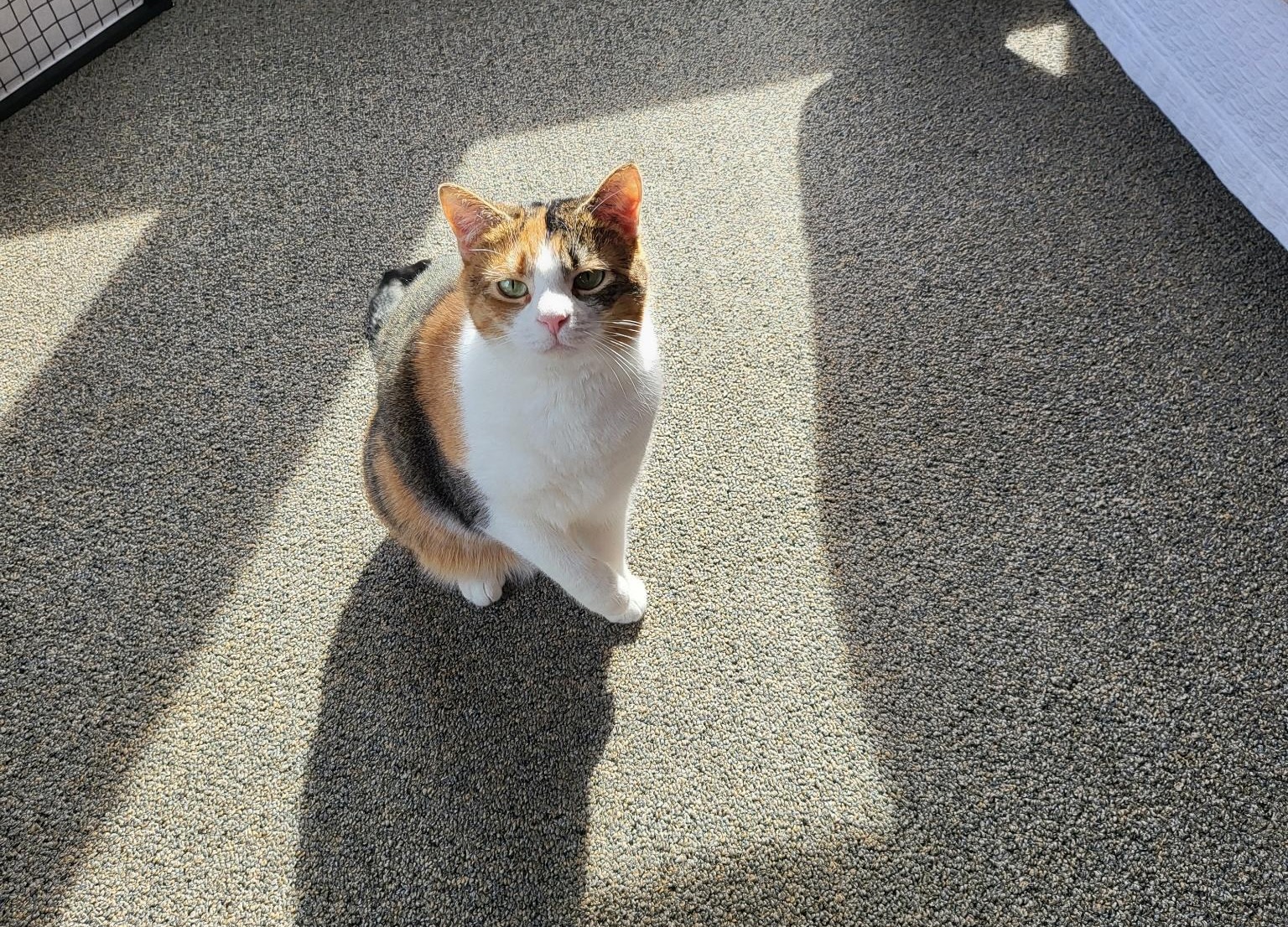 Comprehensive Computing's office cat, Switch