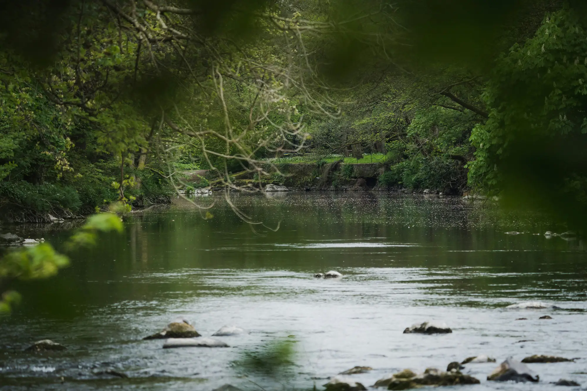 Somerset Drainage Boards Consortium - river scene in Somerset