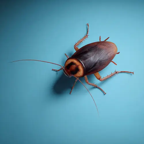 Photo d'un cafard, vue rapprochée