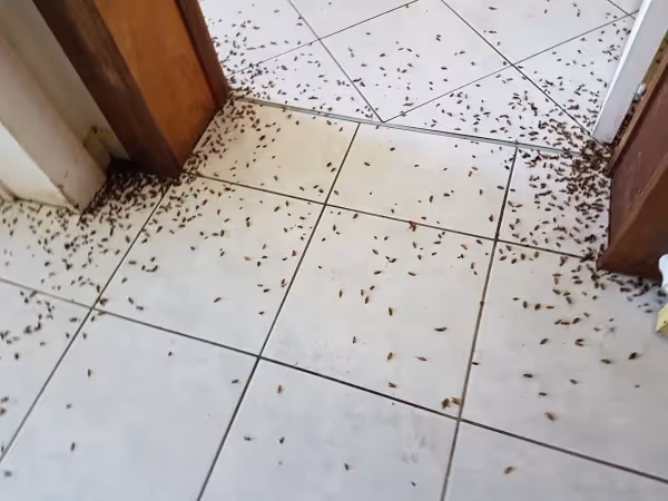 Excrément de cafard : Comment les reconnaître, évaluer les risques et s'en débarrasser ?