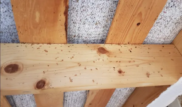 Œufs de punaises de lit : photo, taille réelle et comment les éliminer