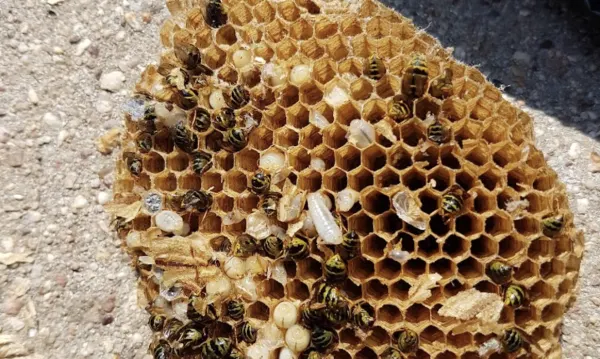 Combien de frelons dans un nid ? Chiffres, dangers et moment critique pour intervenir