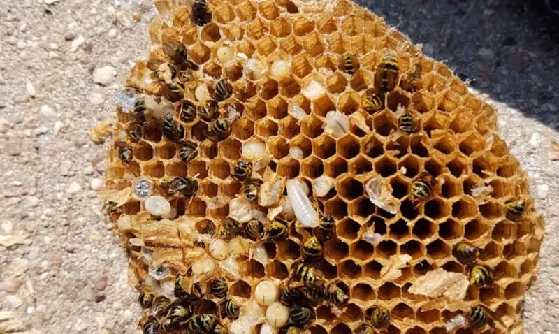 Intérieur d’un nid de frelon asiatique mature