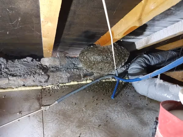 Frelon asiatique : que faire si vous trouvez un nid ? Guide sécurité