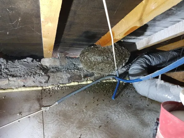 Frelon asiatique : que faire si vous trouvez un nid ? Guide sécurité