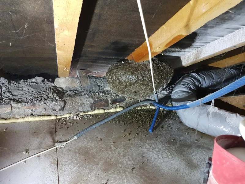 Nid de frelon asiatique sphérique accroché à une poutre dans un grenier