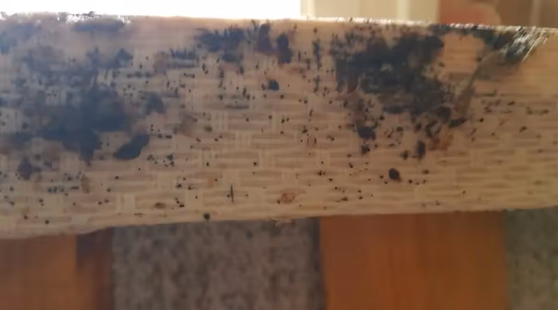 Sommier avec des traces de punaises de lit