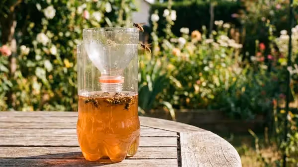 Quel liquide mettre dans un piège à guêpes ? Recettes efficaces et limites