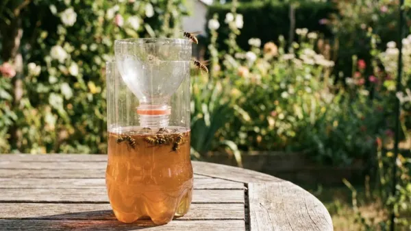 Piège à guêpes maison avec bouteille plastique contenant liquide ambré et sirop dans un jardin ensoleillé