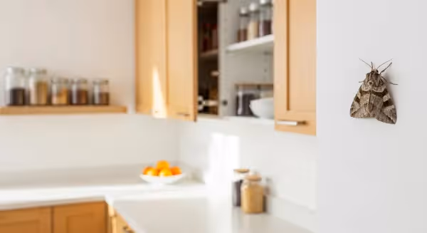 Mites alimentaires : Comment s'en débarrasser définitivement ? (Guide & Solutions)