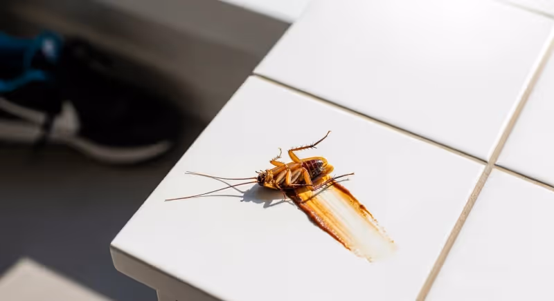 Cafard écrasé sur un carrelage de cuisine avec trace de résidus