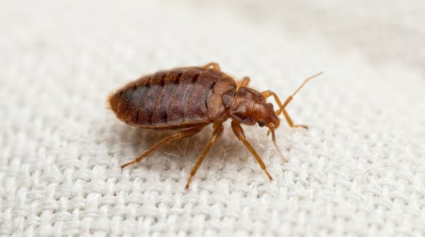 Taille Punaise de Lit : Guide Visuel pour Identifier Œufs, Larves et Adultes (Photos)