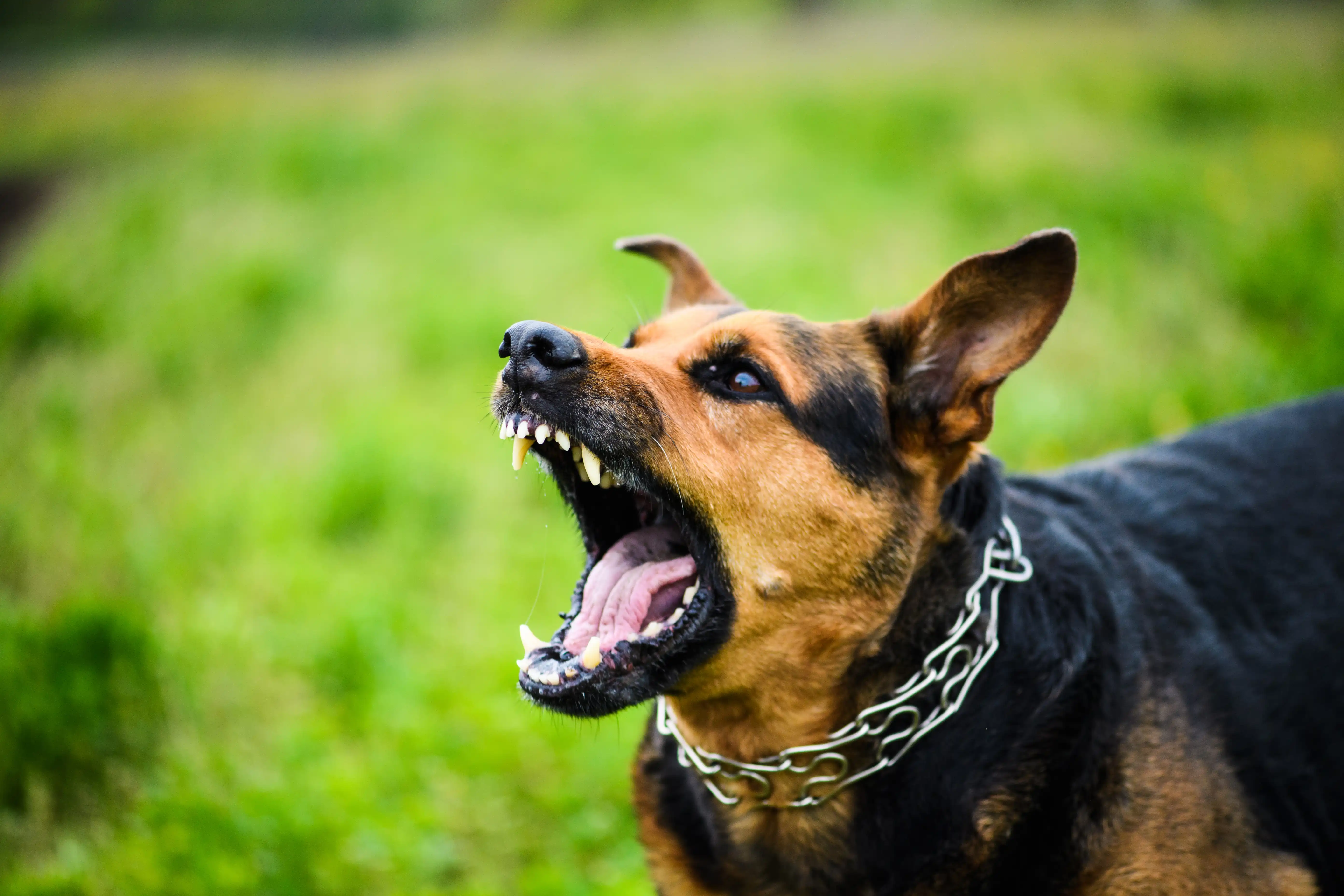 Orlando Dog Bite Lawyer