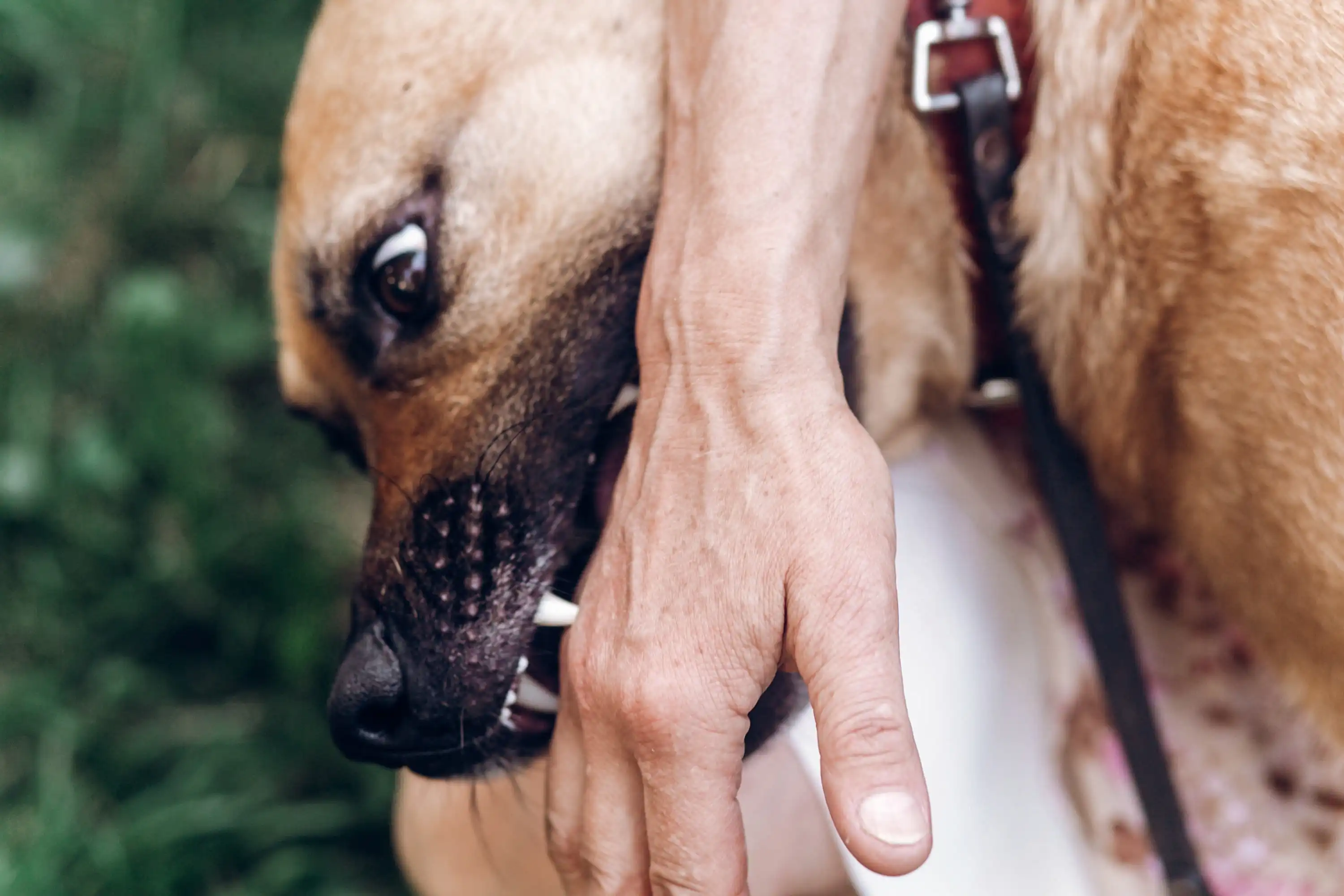 Special Protections for Child Dog Bite Victims in Florida