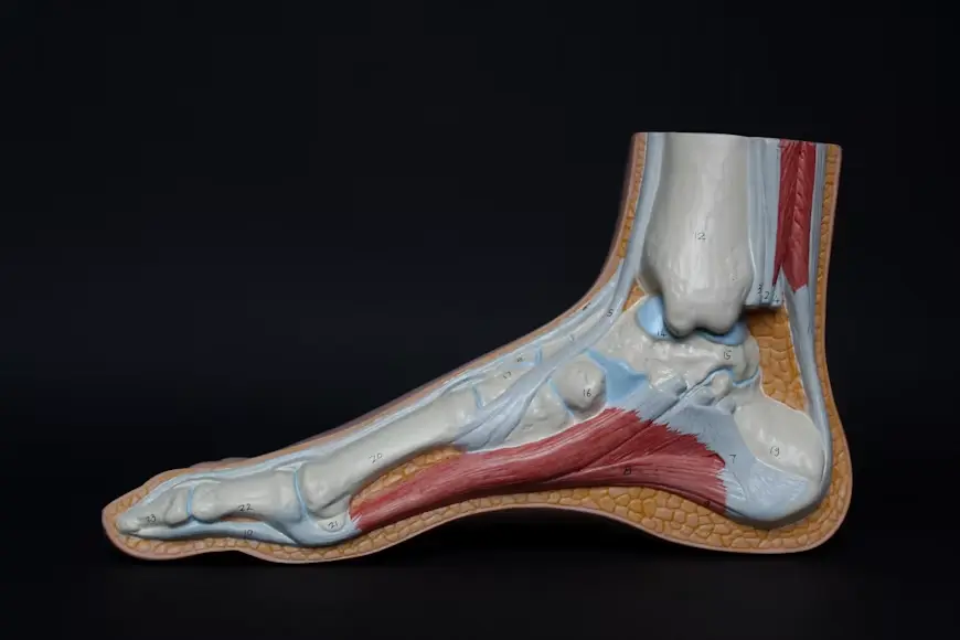 Average Payout for an Ankle Injury with Surgery in Florida: What Your Case Is Actually Worth