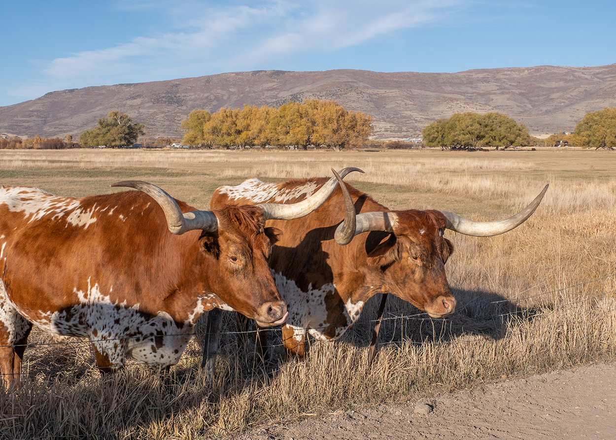 Two Texas Longhorn cattle with large curved horns standing in a dry grassy field with hills and trees in the background.