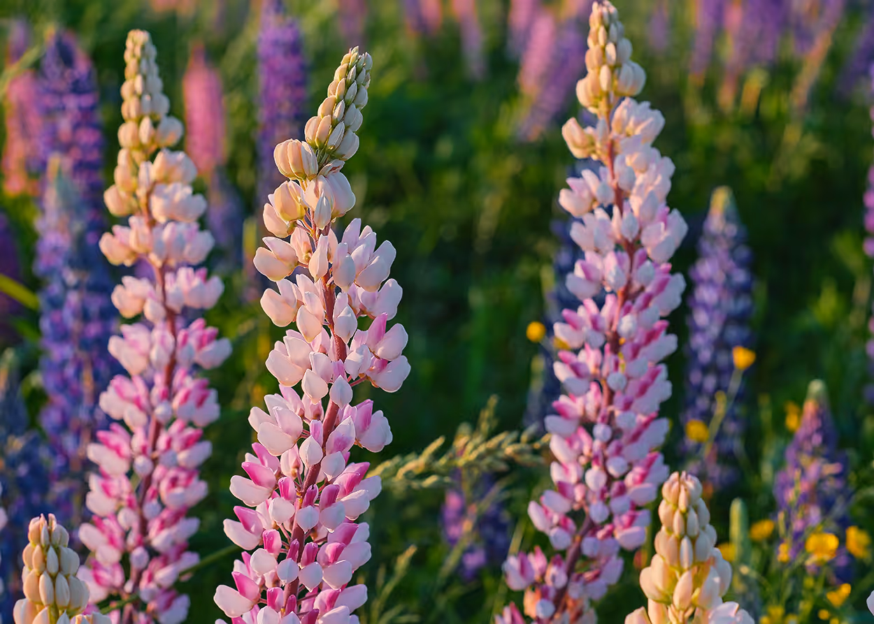 Texas bluebonnets.