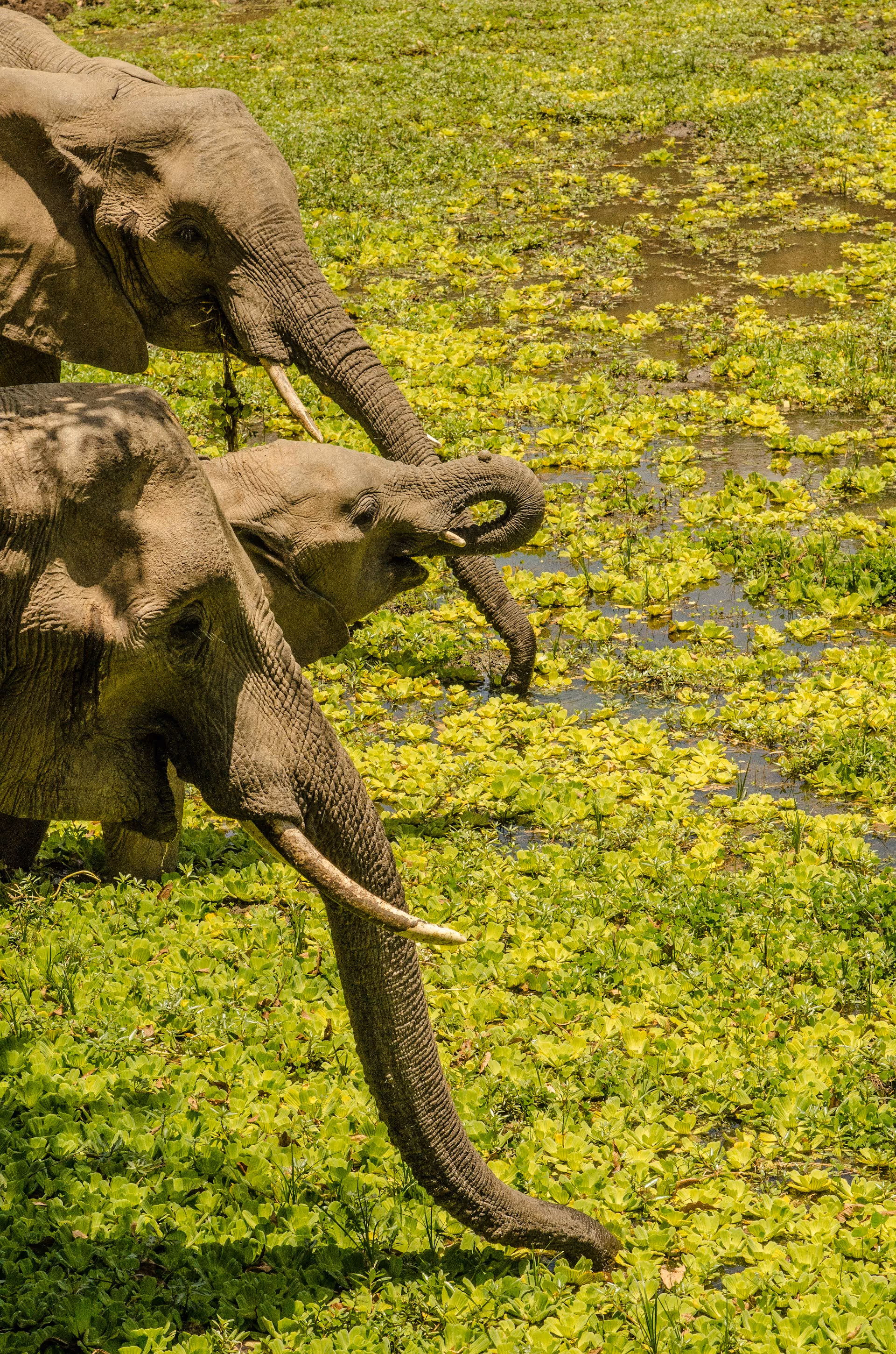Eating the Elephant: How to take the first bite of something you want to do but feel stuck