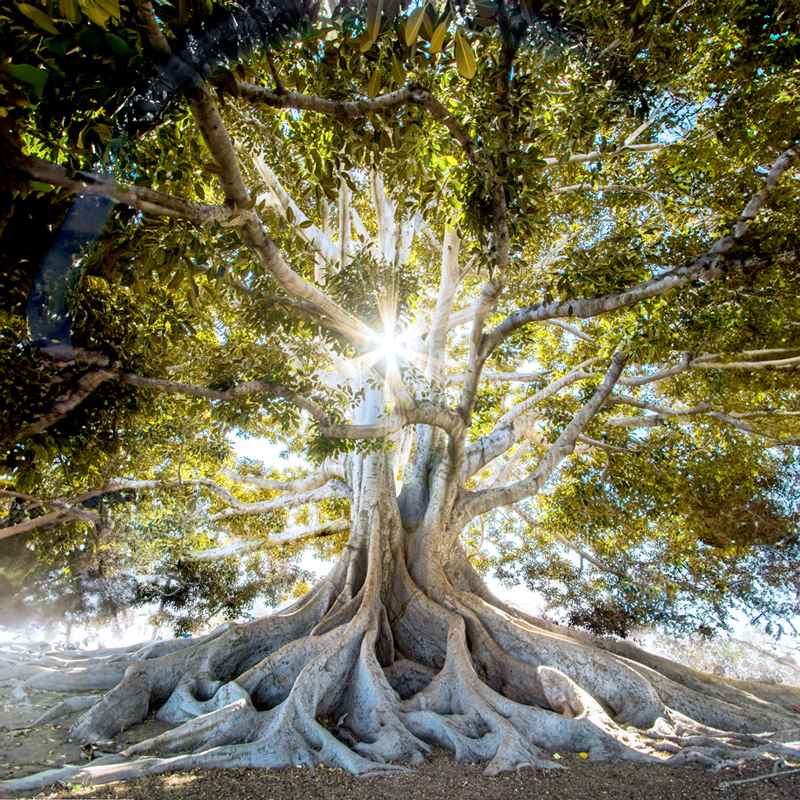 Brookwood offers innovative strategies for financial advisors