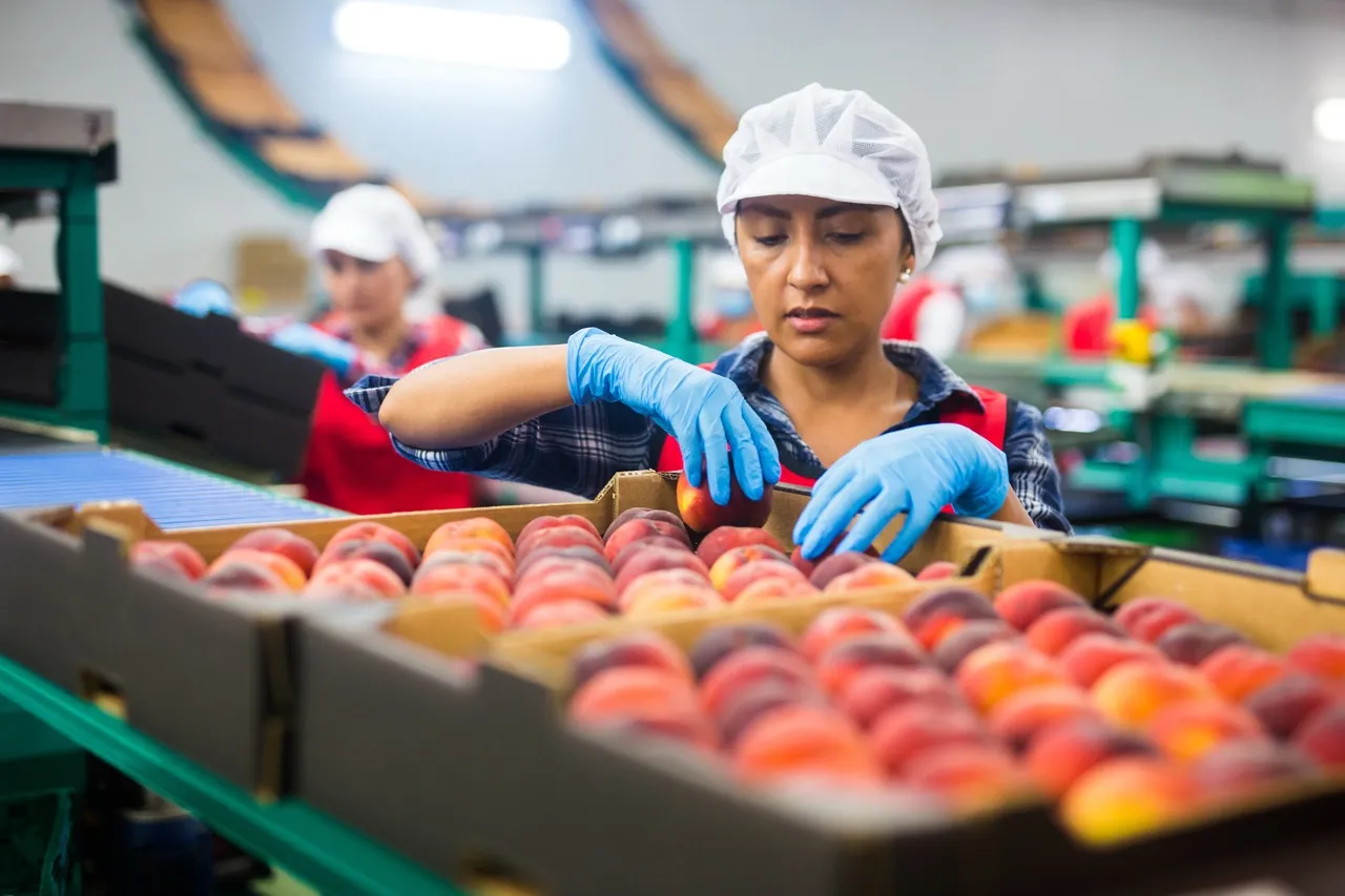 Woman sorting through produce in an assembly line