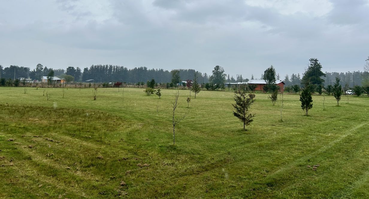 Parcela en camino Río Bueno - Lago Ranco