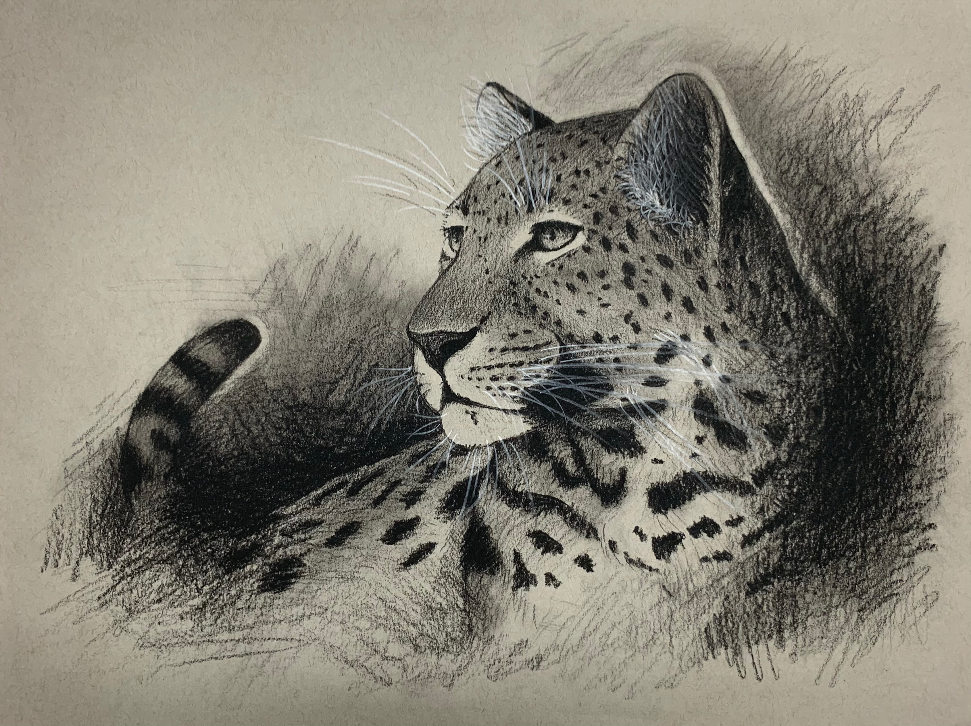 Leopard Studies