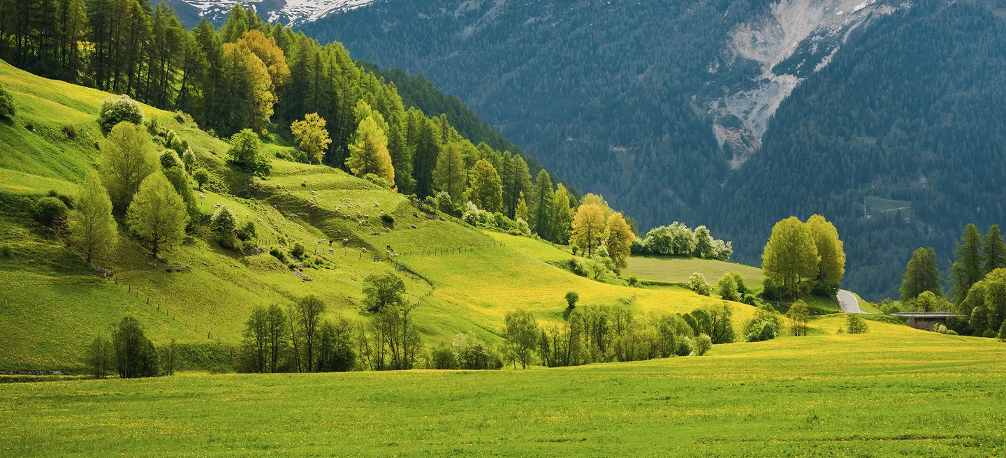 Photograph of the Swiss countryside with blue snow topped mountains behind a bright green hilly landscape dotted with trees.