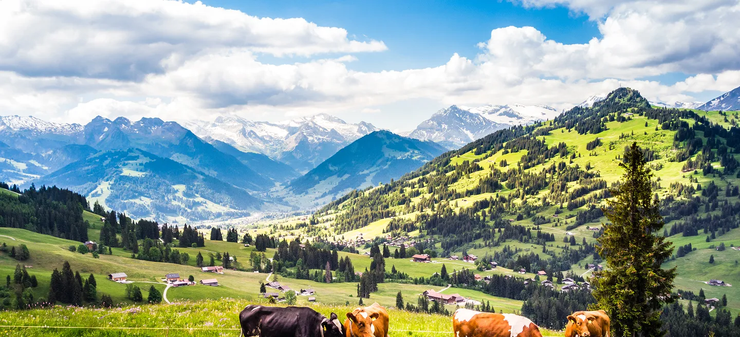Swiss countryside with mountains and green pastures in background and cows grazing in foreground