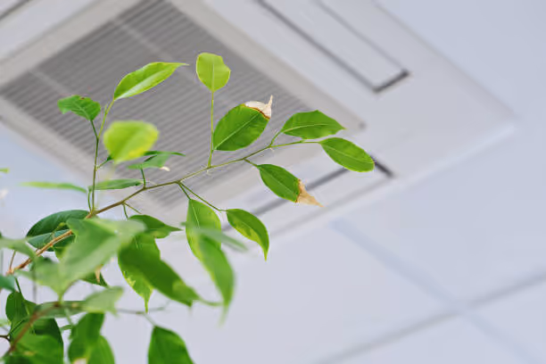 Green leaves on branch against white ceiling and air vent backdrop