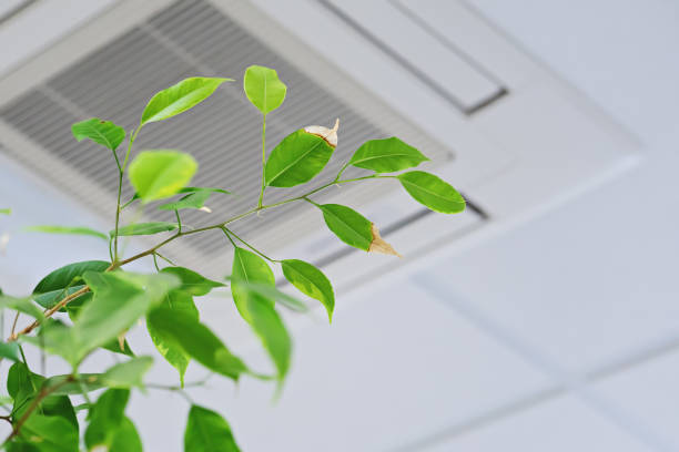 Green plant leaves against white ceiling and air vent background