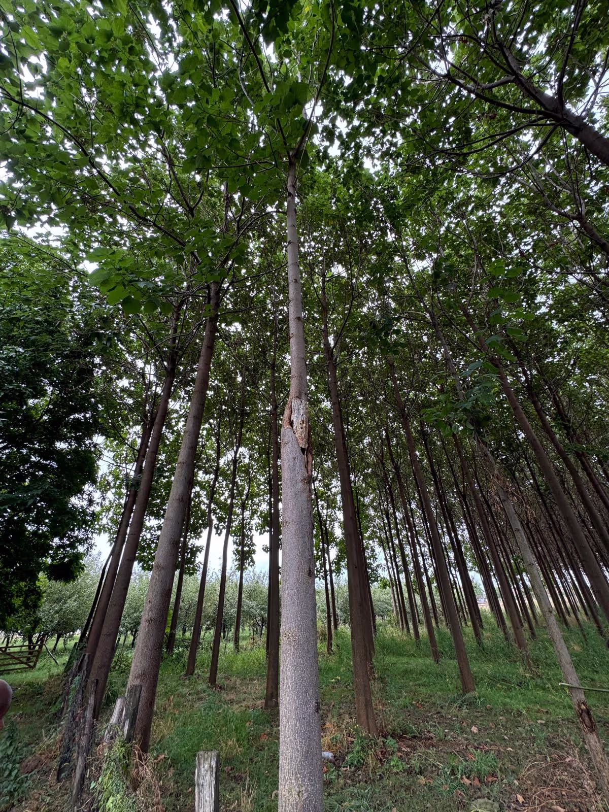 Photo d'un arbre de Paulownia