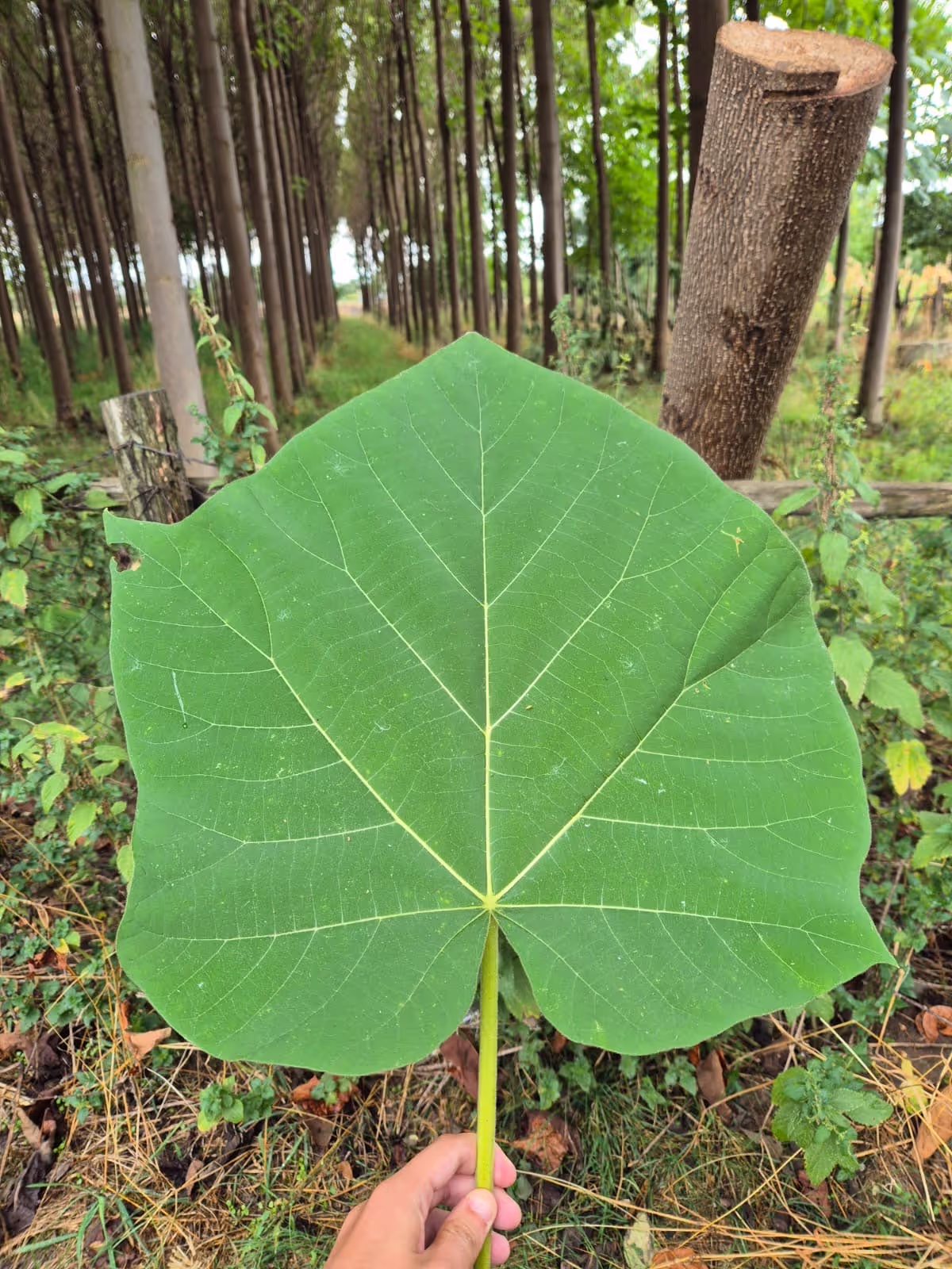 Photo d'une feuille d'arbre de Paulownia.