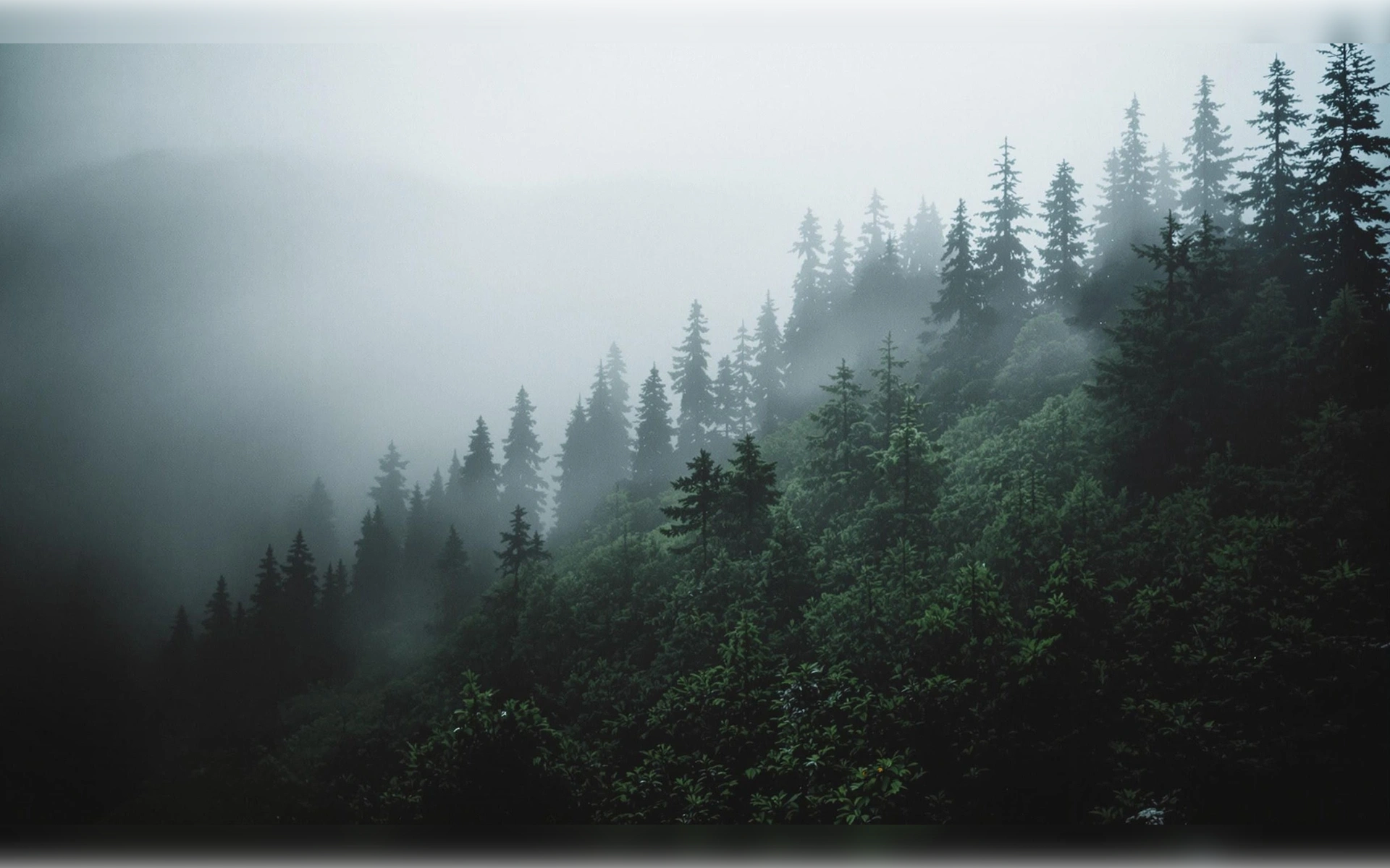 Schwarzwald