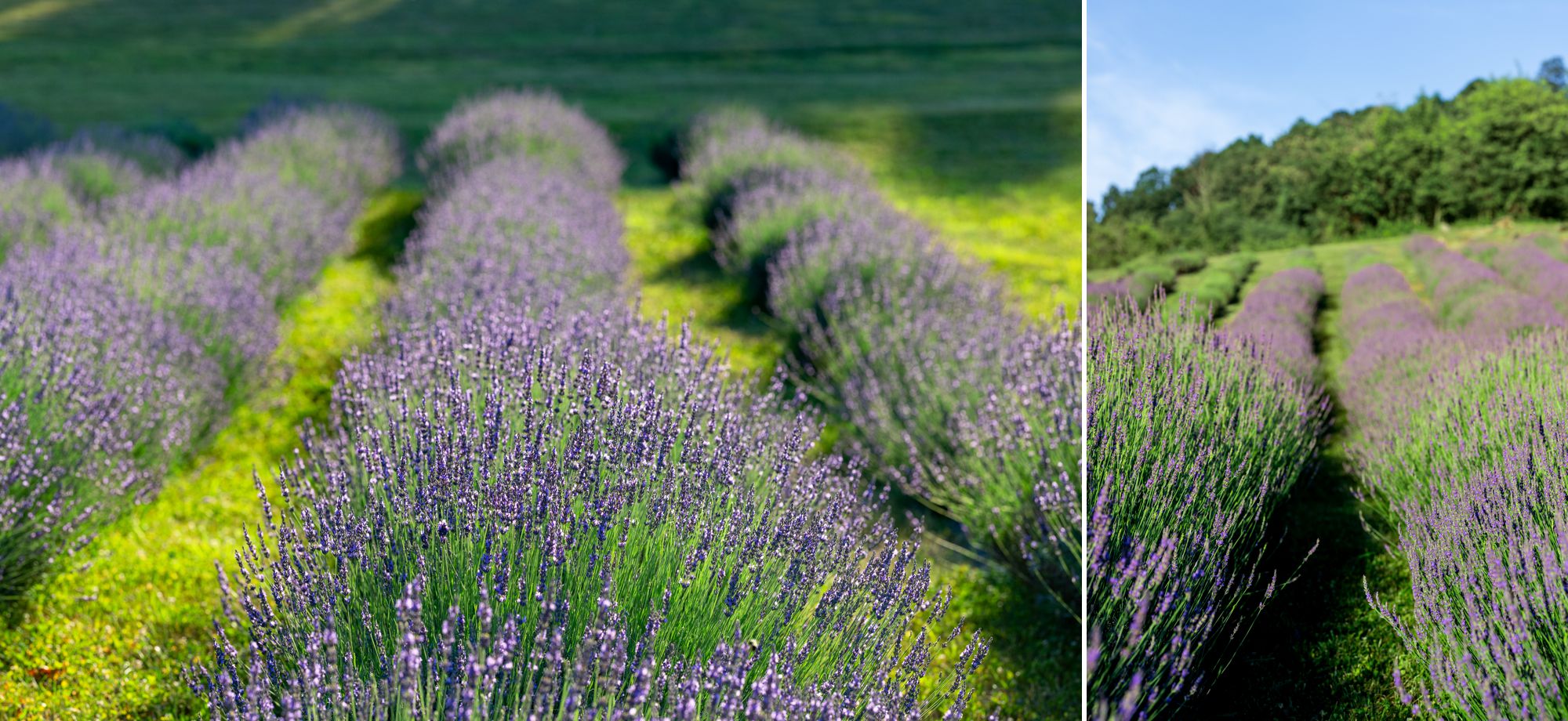 Rows of bloomed lavender at Orso Blu Farm in Crozet, Virginia