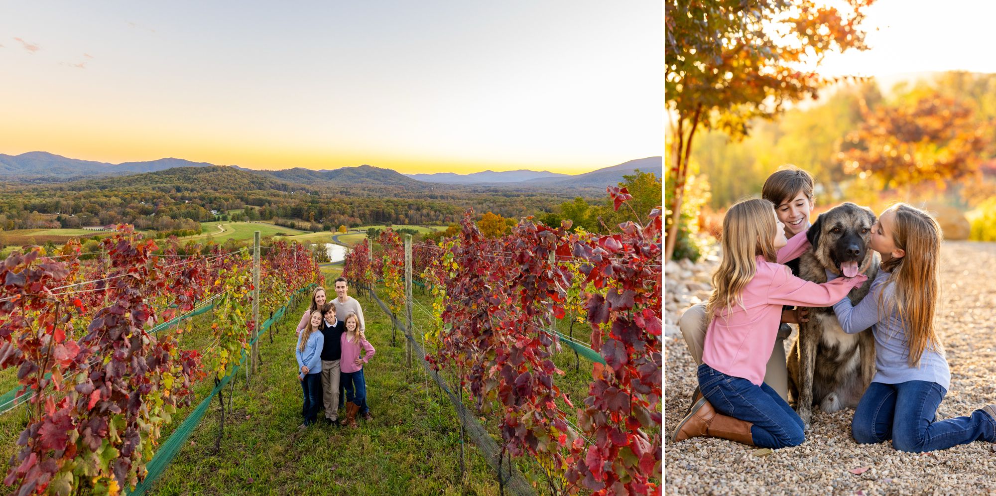 A family poses for their fall family portraits at Hazy Mountain Vineyards during peak fall color with Blue Ridge Mountain views in the background in Charlottesville, Virginia