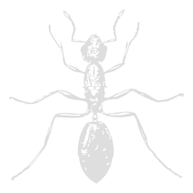 Close-up view of a black ant with visible segmented body and six legs.