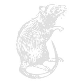 Black and white sketch of a sitting rat with detailed fur lines and long curled tail.